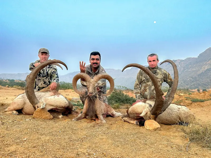 Sindh Ibex, Sindh and Balochistan