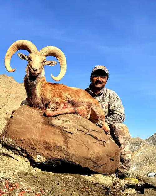 Afghan Urial, North of Quetta