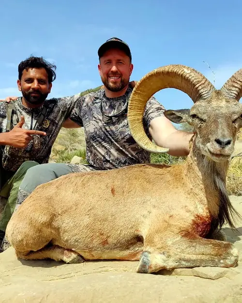 Blandford Urial, Sindh