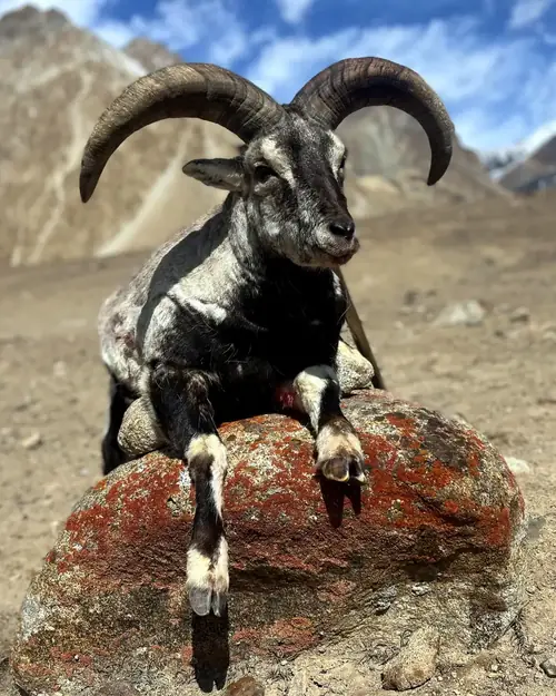 Blue Sheep, Karakoram