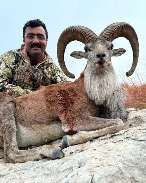 Punjab Urial, Salt Range, Punjab