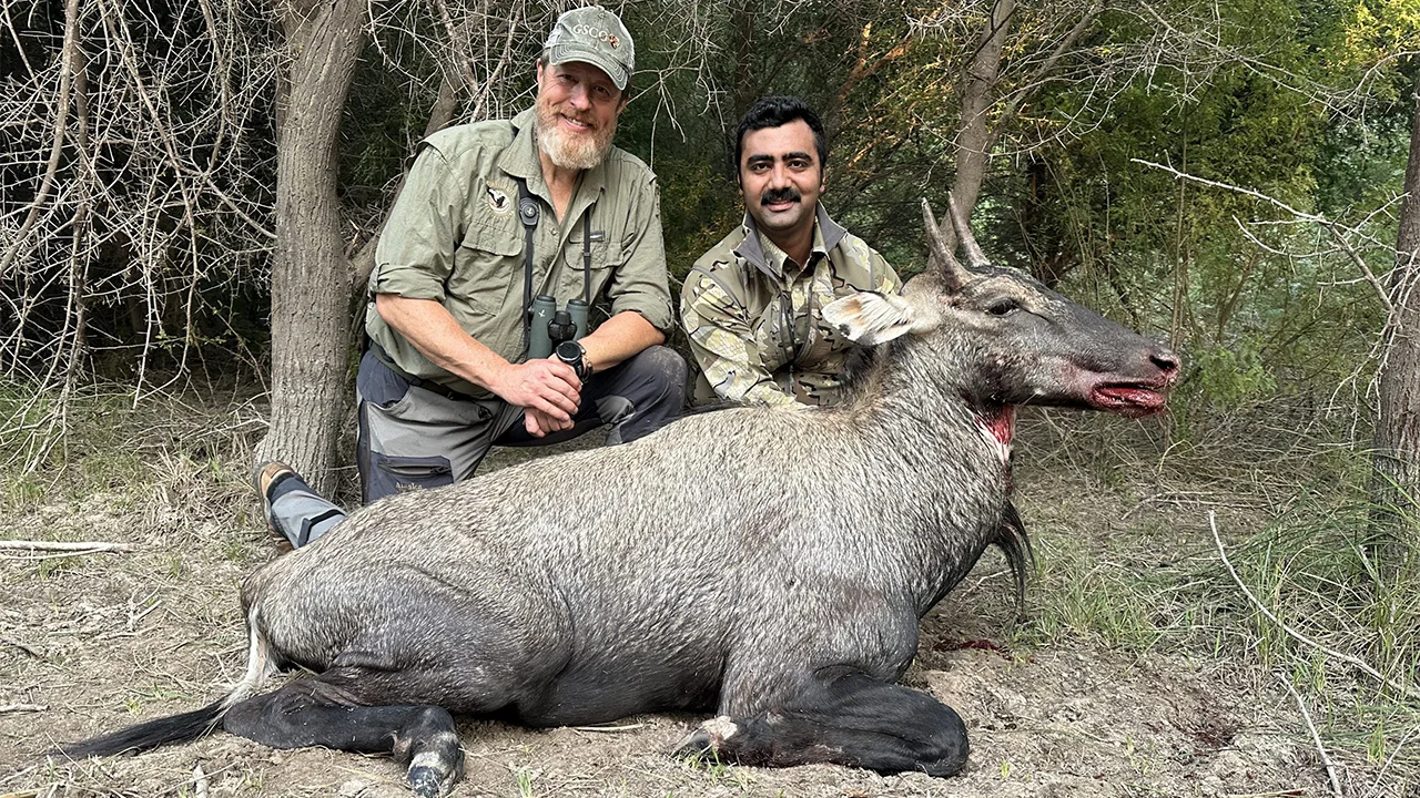 Nilgai — photo coming soon