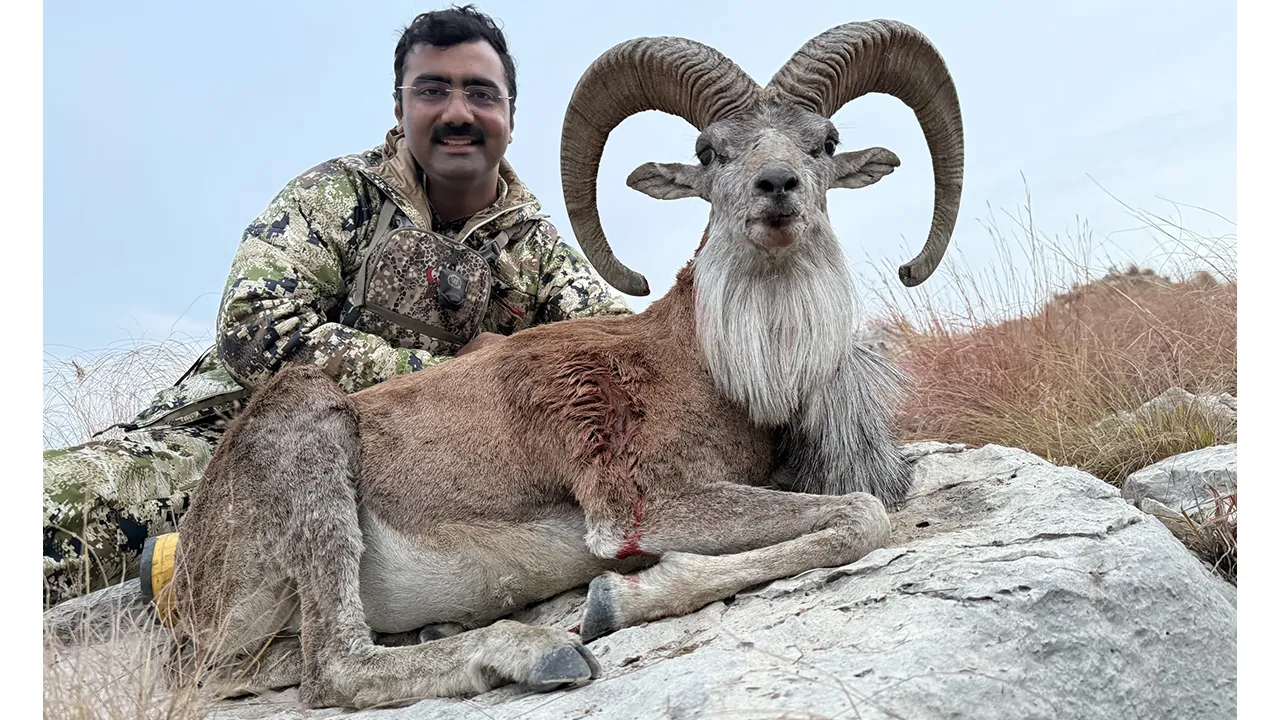Blandford Urial — photo coming soon