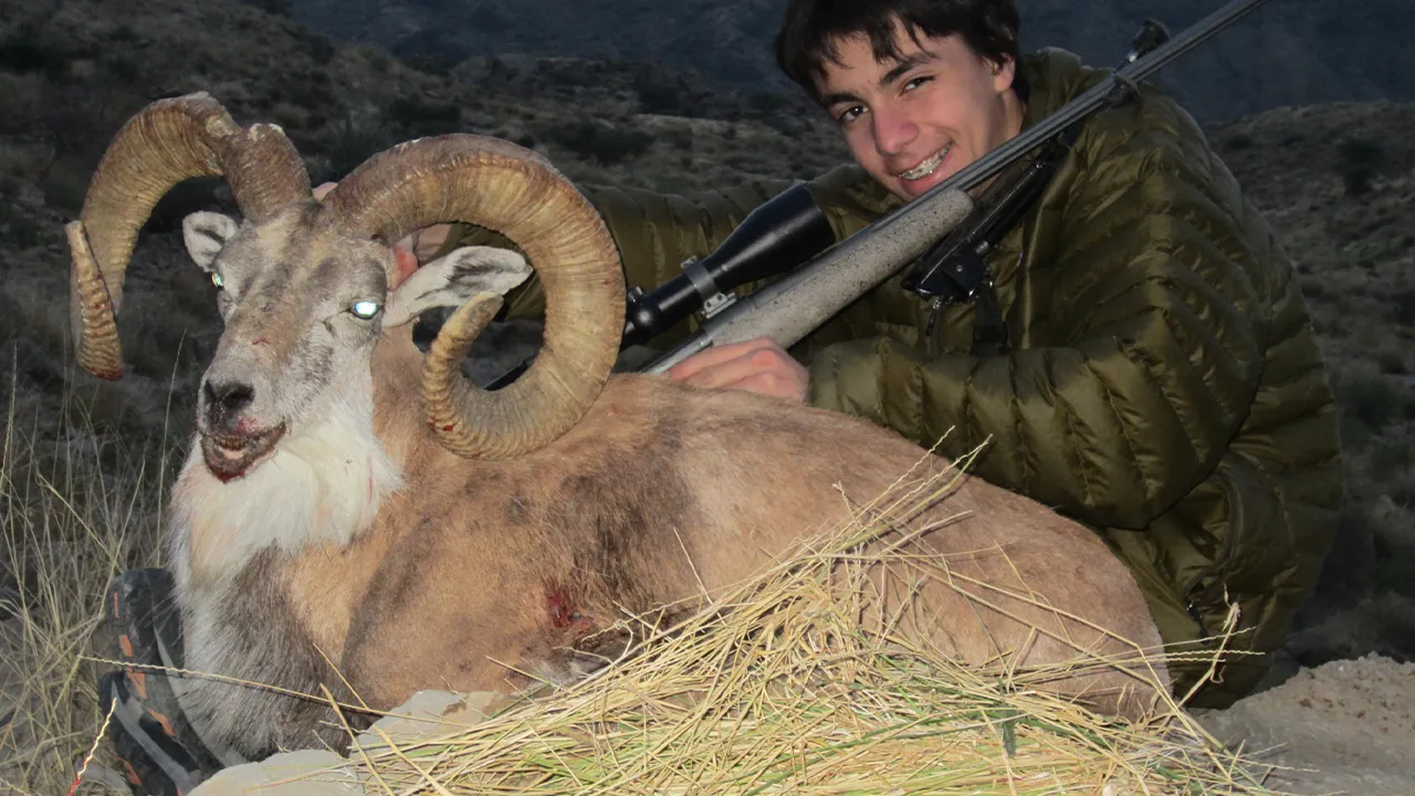 Ladakh Urial — photo coming soon