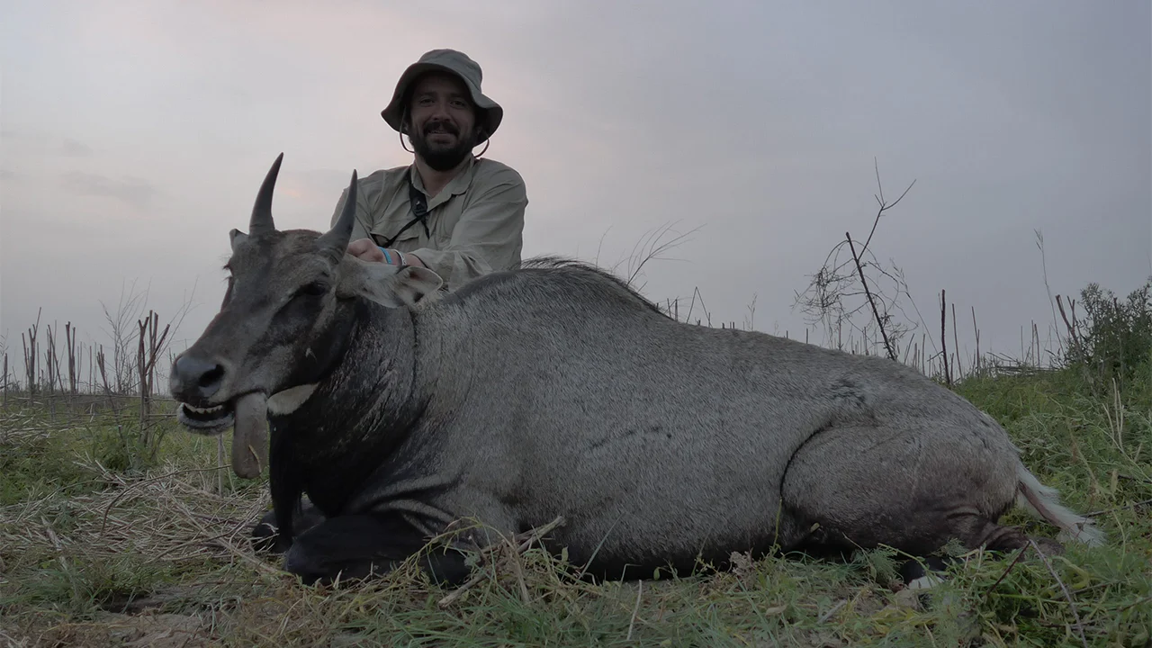 Nilgai — photo coming soon
