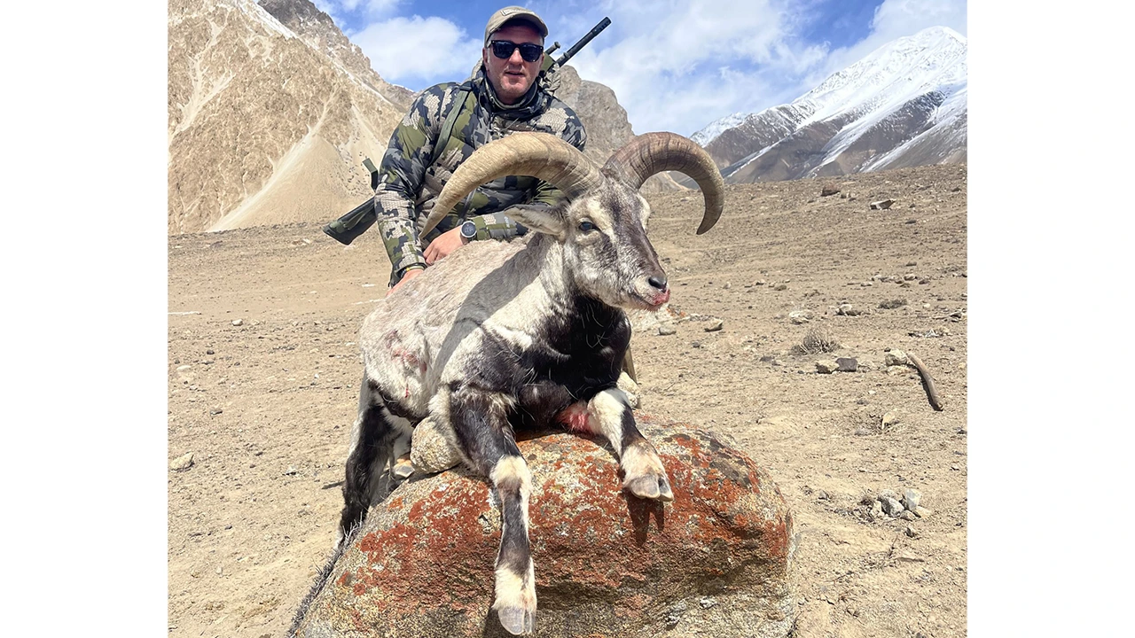 Blue Sheep — photo coming soon