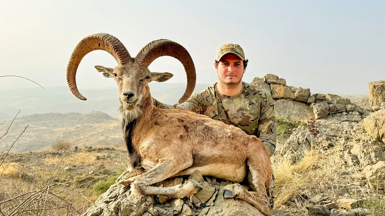 Ladakh Urial — photo coming soon