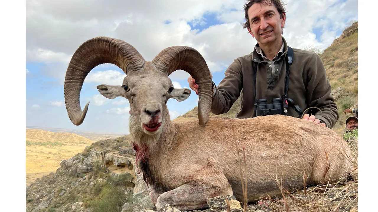 Ladakh Urial — photo coming soon