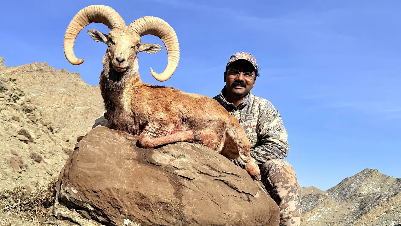 Ladakh Urial — photo coming soon