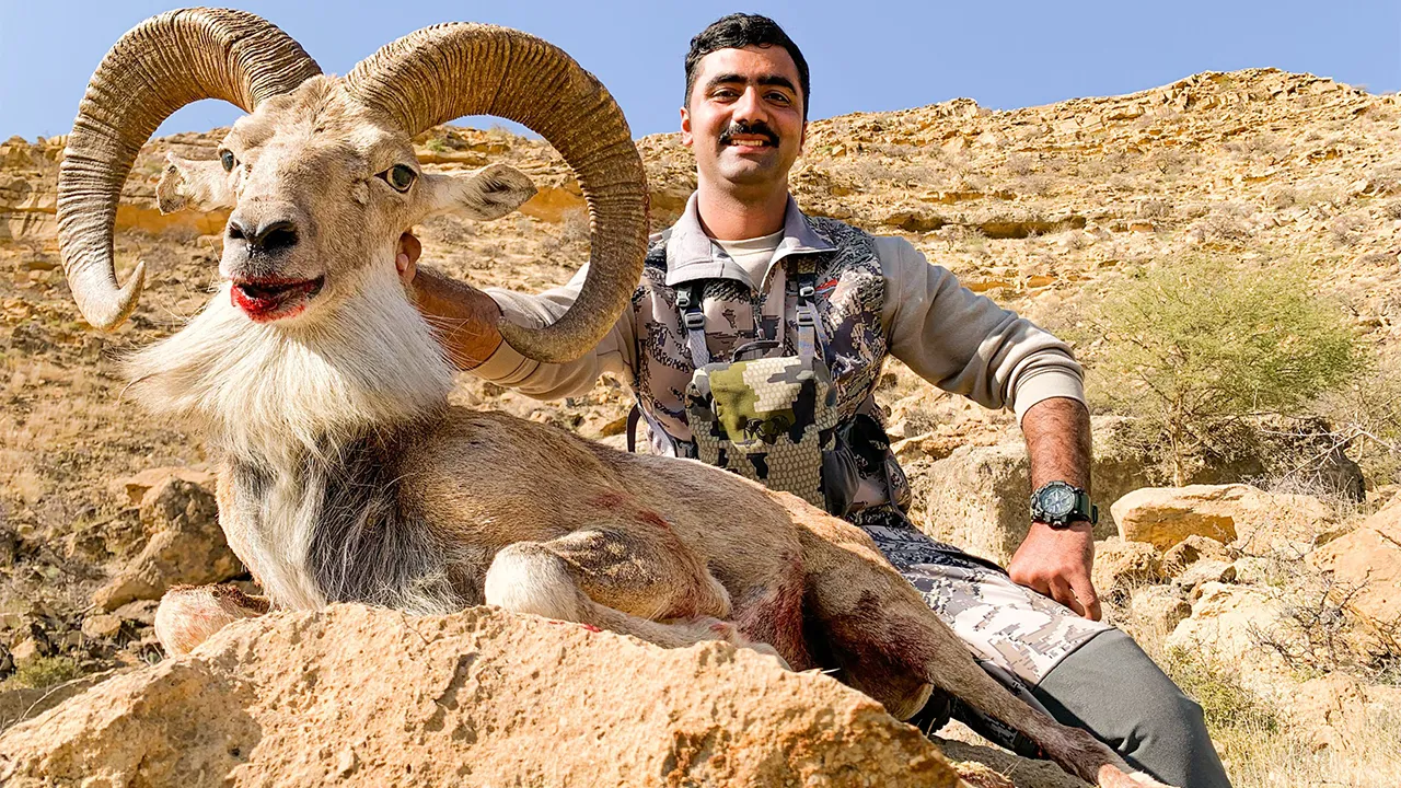Ladakh Urial — photo coming soon