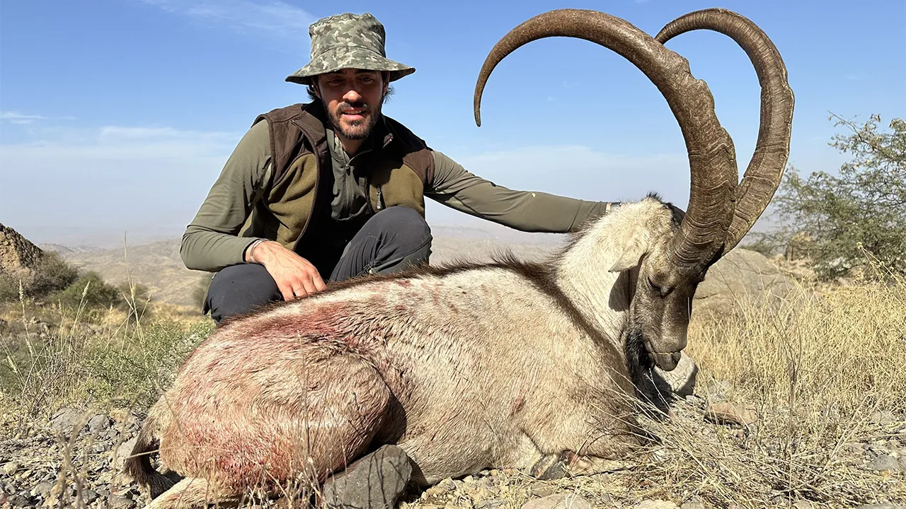 Sindh Ibex — photo coming soon