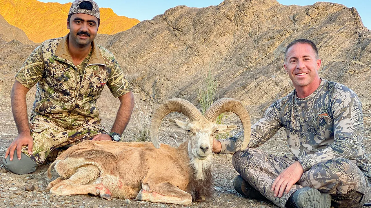 Ladakh Urial — photo coming soon