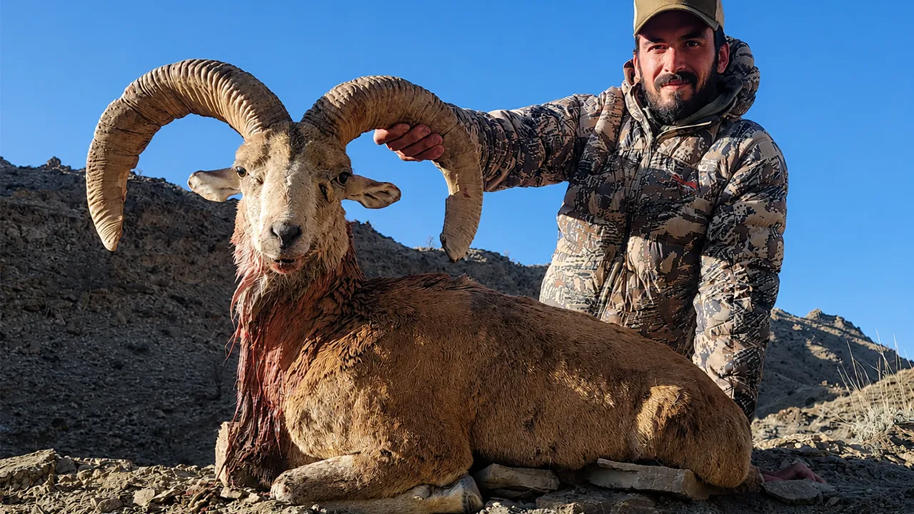 Ladakh Urial — photo coming soon