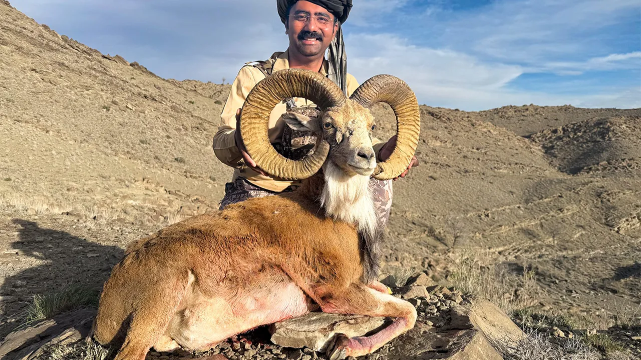 Punjab Urial trophy