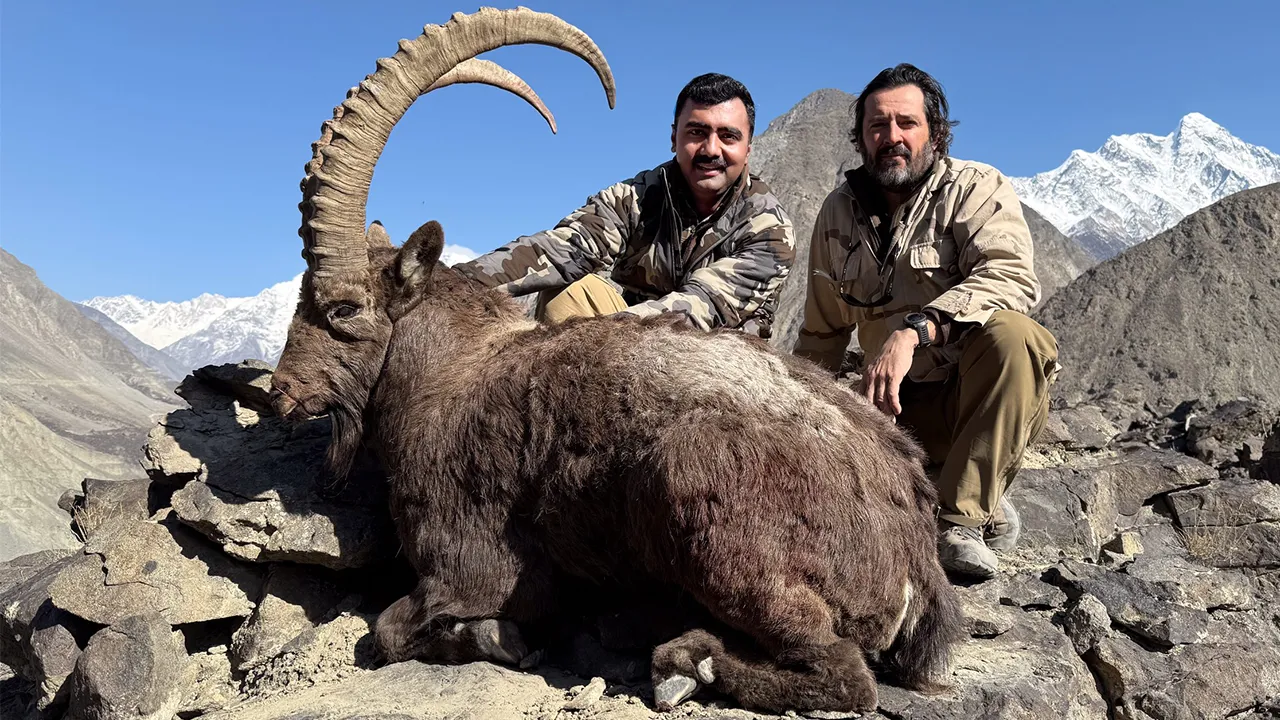 Himalayan Ibex — photo coming soon