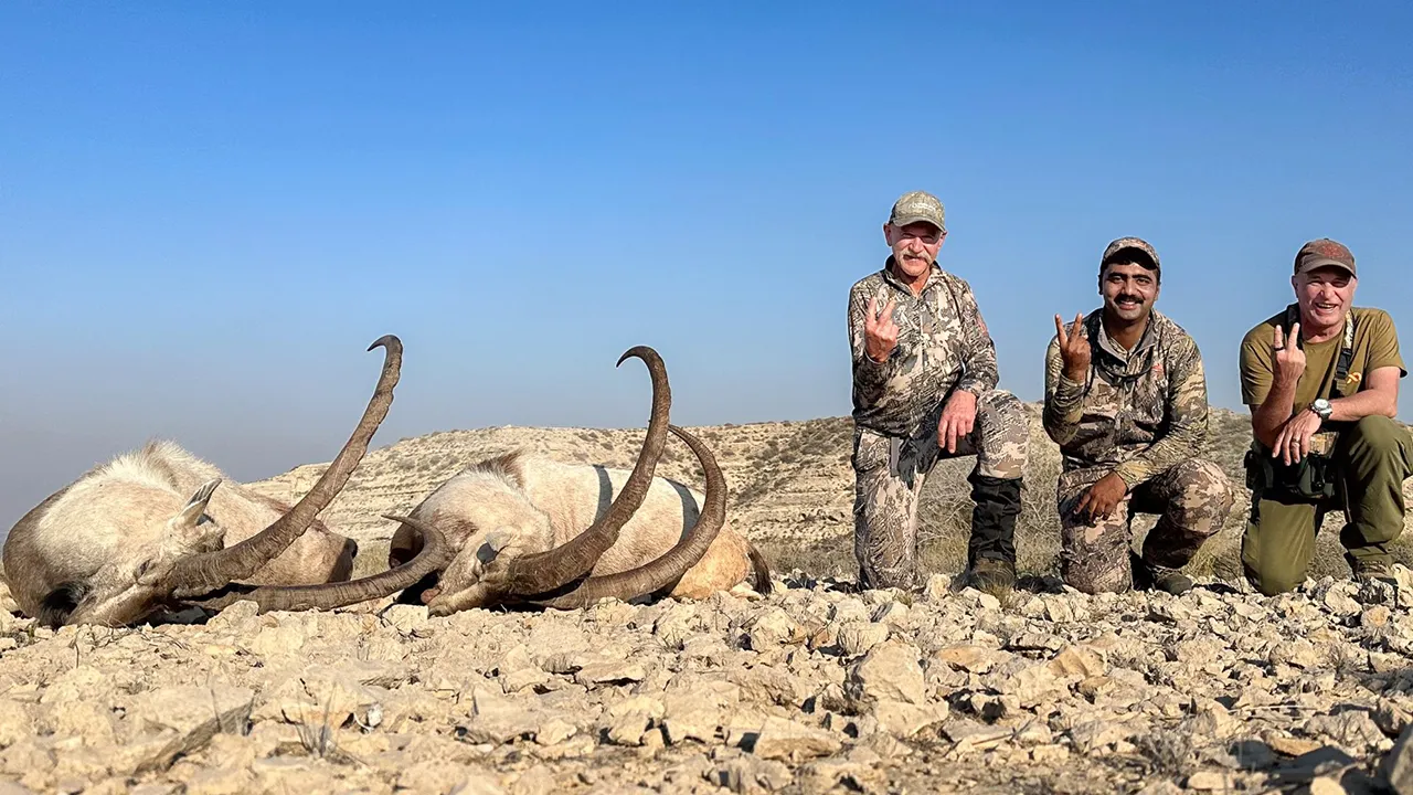 Sindh Ibex — photo coming soon