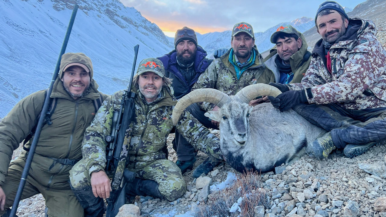 Blue Sheep — photo coming soon