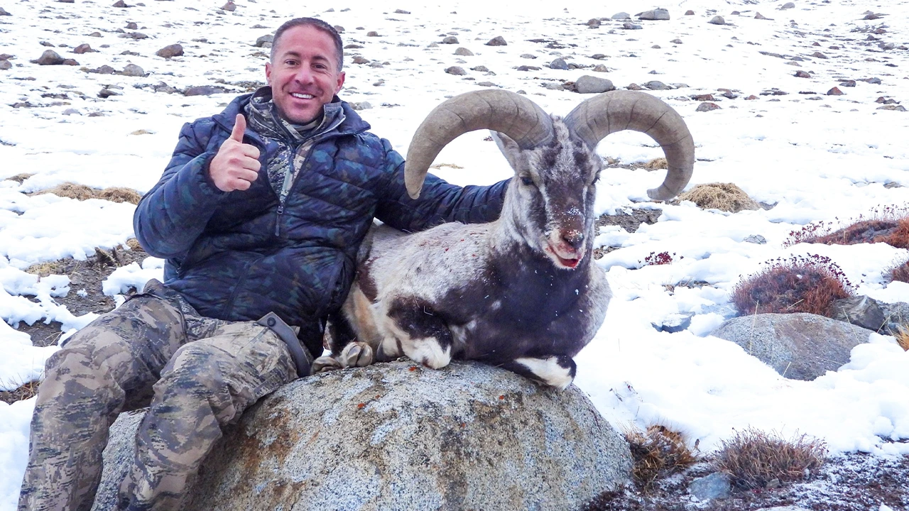 Blue Sheep — photo coming soon
